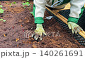 woman planting basil seedlings in a garden bed 140261691