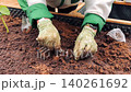 Close-up video of a woman hands planting basil seedlings in a garden bed 140261692