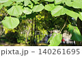sunny summer day in park, Green leaves sway gently in a light summer breeze in a close-up natural scene 140261695