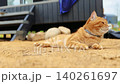 A cat lies on the sand near a countryside house, relaxing and enjoying the peaceful outdoor atmosphere 140261697
