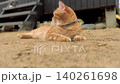 A cat rolls playfully in the sand and then grooms itself by licking its genitals in a natural outdoor setting near countryside house 140261698