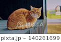 Big fluffy domestic ginger cat sitting on terrase of countryside house on summer day, looking around 140261699