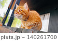 Big fluffy domestic ginger cat sitting on terrase of countryside house on summer day, looking around 140261700