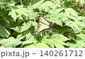 A video of a swallowtail butterfly resting on a leaf and then taking flight. 140261712
