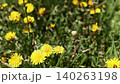 Yellow dandelion flowers blooming in a green spring field.Close up view of meadow plants in sunshine 140263198
