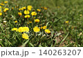 Yellow dandelion flower blooming in green grass field. Meadow with wildflowers in sunny summer day 140263207