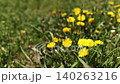 Yellow dandelions blooming in a green spring field. Close up of wildflowers growing in a sunny day 140263216