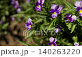 Purple pansy flowers blooming in spring garden. Botanical close up of viola blossoms 140263220