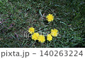 Woman hand creating smiley face from yellow dandelion flower on green grass 140263224
