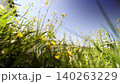 Yellow wildflowers in green grass against clear blue summer sky. Low angle view of blossoming field 140263229