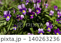 Purple pansy flower cluster in garden. Vibrant violet field blossom in summer light 140263236