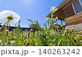 Dandelion field near wooden house in summer. Sunny meadow with fluffy flower seeds and green grass 140263242