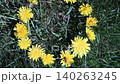 Bee collecting nectar from yellow dandelion flower in meadow. Summer nature scene 140263245