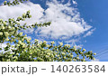 A blooming jasmine or mock orange vine Philadelphus philadelphus with white flowers and lush green foliage sways in the breeze against the sky. Botanical details, ornamental gardening, flowering 140263584