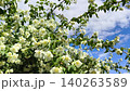 flowering mock orange bush, Philadelphus philadelphus with white flowers and lush green foliage sways in the wind against the sky. Botanical details, ornamental gardening, flowering 140263589