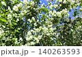 lush flowering jasmine bush, or Philadelphus philadelphus, with white flowers and lush green foliage sways in the breeze. Botanical details, ornamental gardening, flowering 140263593
