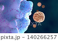Phagocyte engulfing a virus particle, defending the body by removing pathogens and supporting immunity 140266257