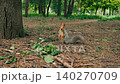 Squirrel stands on hind legs in a park while searching for food among the leaves and twigs 140270709