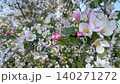 Blooming branch of a apple tree against the sky background.  140271272