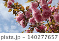 Double cherry blossoms 140277657