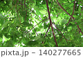 Fresh greenery, relaxation 140277665