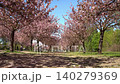 Falling cherry blossom petals in a blooming sakura alley 140279369
