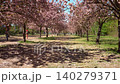 Static view of cherry blossom alley in spring park 140279371