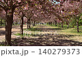 Cherry blossom alley in spring park with gentle falling petals 140279373