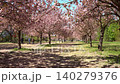 Cherry blossom trees with falling petals in spring park 140279376