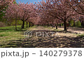 Walking through cherry blossom alley in spring park 140279378