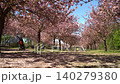 Static shot of blooming cherry blossom alley with falling petals 140279380