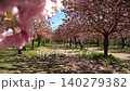 Cherry blossom alley with moving branch in spring park 140279382