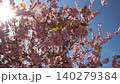 Panning shot of pink cherry blossoms against blue sky 140279384