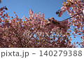 Pink cherry blossom branches against blue sky 140279388