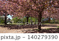 Panning shot of blooming cherry blossom trees in spring park 140279390