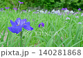A garden scene featuring blue-purple irises and green leaves. A garden scene featuring blue-purple irises and green leaves. 140281868