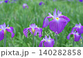 A cluster of irises against a green bokeh background. A cluster of irises against a green bokeh background. 140282858