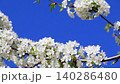 White cherry blossom branch swaying in wind against blue sky, spring blooming tree with white buds and flowers, copy space for text, close up sakura branch in motion, seasonal nature background, fresh 140286480