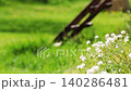White dandelion flowers swaying in wind on green lawn, shallow depth of field with soft blurred background, spring meadow scene with copy space, fresh grass and wildflowers in sunlight, calm nature 140286481