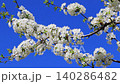 White cherry blossom branch swaying in wind against blue sky, spring blooming tree with white buds and flowers, copy space for text, close up sakura branch in motion, seasonal nature background, fresh 140286482