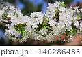 White cherry blossom branch swaying in wind against blue sky, spring blooming tree with white buds and flowers, copy space for text, close up sakura branch in motion, seasonal nature background, fresh 140286483
