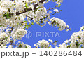 White cherry blossom branch swaying in wind against blue sky, spring blooming tree with white buds and flowers, copy space for text, close up sakura branch in motion, seasonal nature background, fresh 140286484