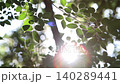 Beautiful morning sunlight shining brightly through the trees in the forest and leaves swaying in the wind, relaxing nature loop videos, and healing bird sound ASMR 140289441