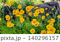 風にそよぐオオキンケイギク（大金鶏菊） 140296157