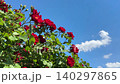 Rose shrub with bright red roses flowers against blue sky. 140297865