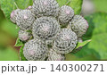 Burdock plant flower heads covered in white woolly fibers and small purple spikes 140300271