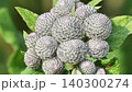 Closeup of fluffy white burdock flower heads with purple spikes and green leaves 140300274