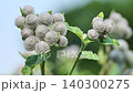 Green Burdock Plant with Spiky Seed Pods in Natural Outdoor Setting 140300275