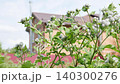 Green Burdock Plant With Spiky Seed Pods Growing Outdoors Against Blurred House Background 140300276