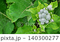 Burdock plant with green leaves and fuzzy seed heads 140300277